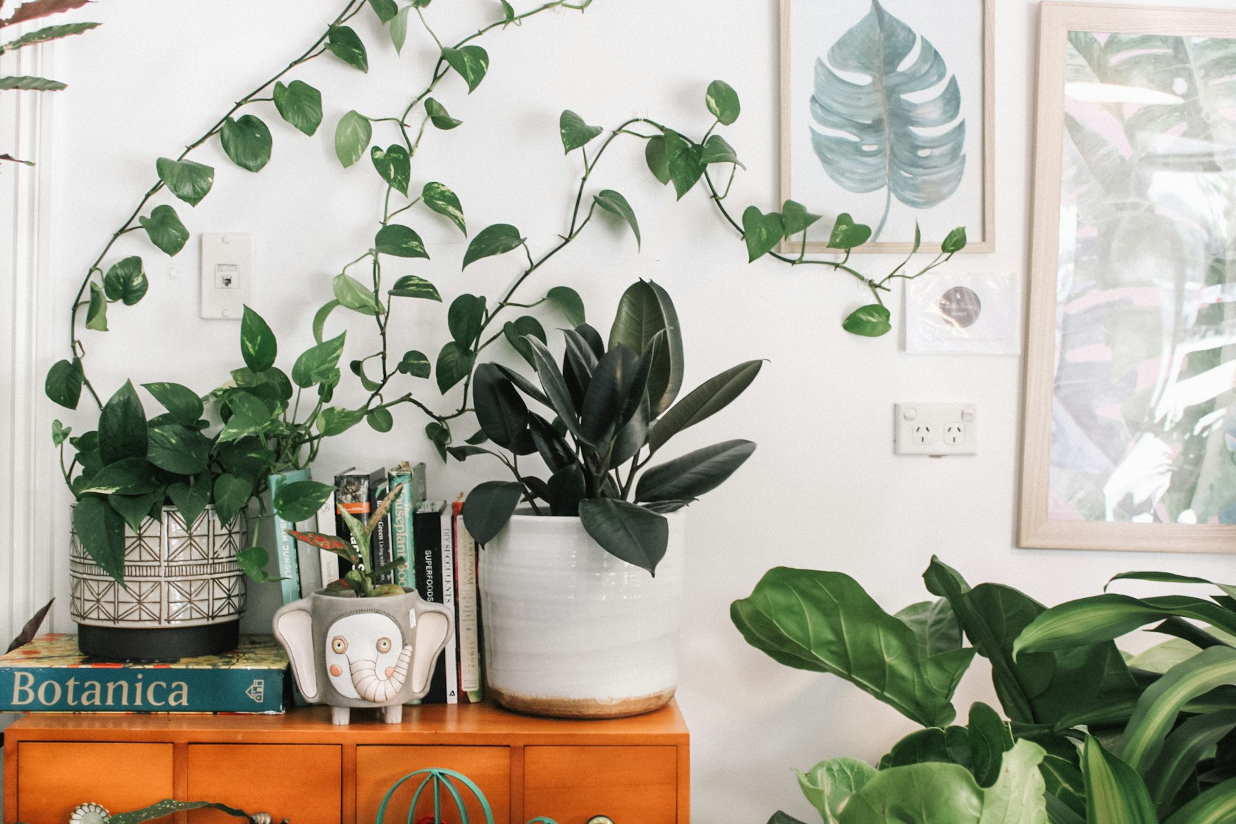 A sunlit city apartment styled with trailing pothos, a rubber plant and a fiddle-leaf fig on a warm teak credenza