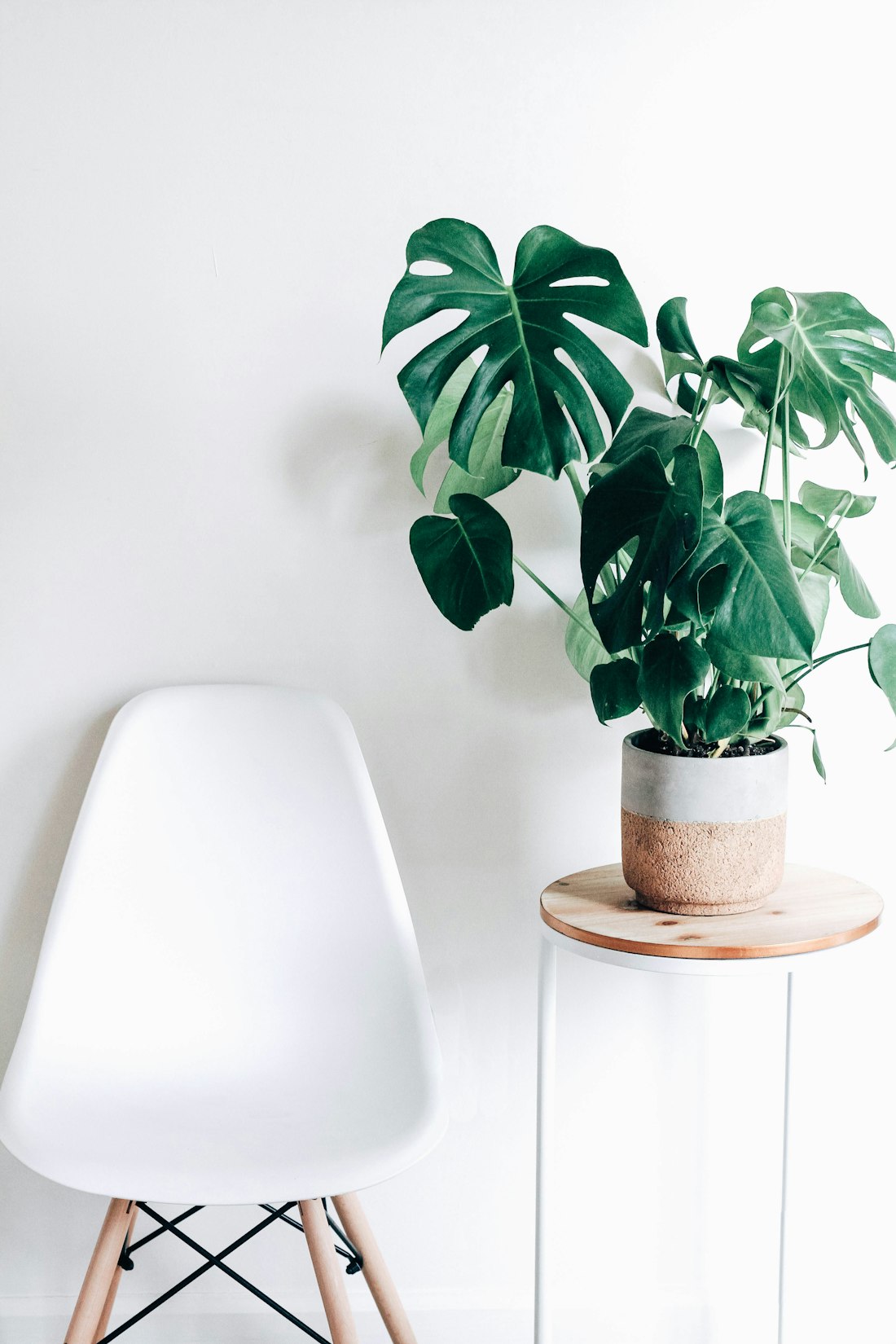 Monstera Deliciosa