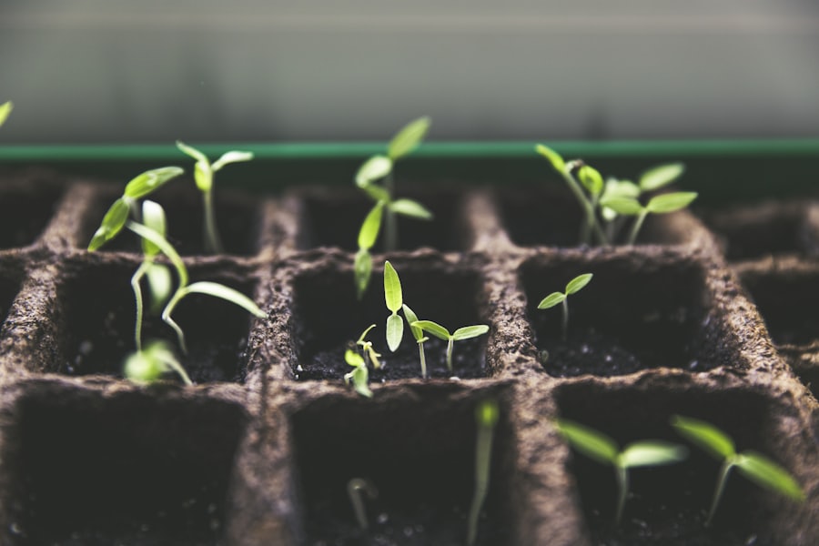 Young seedlings sprouting in a propagation tray